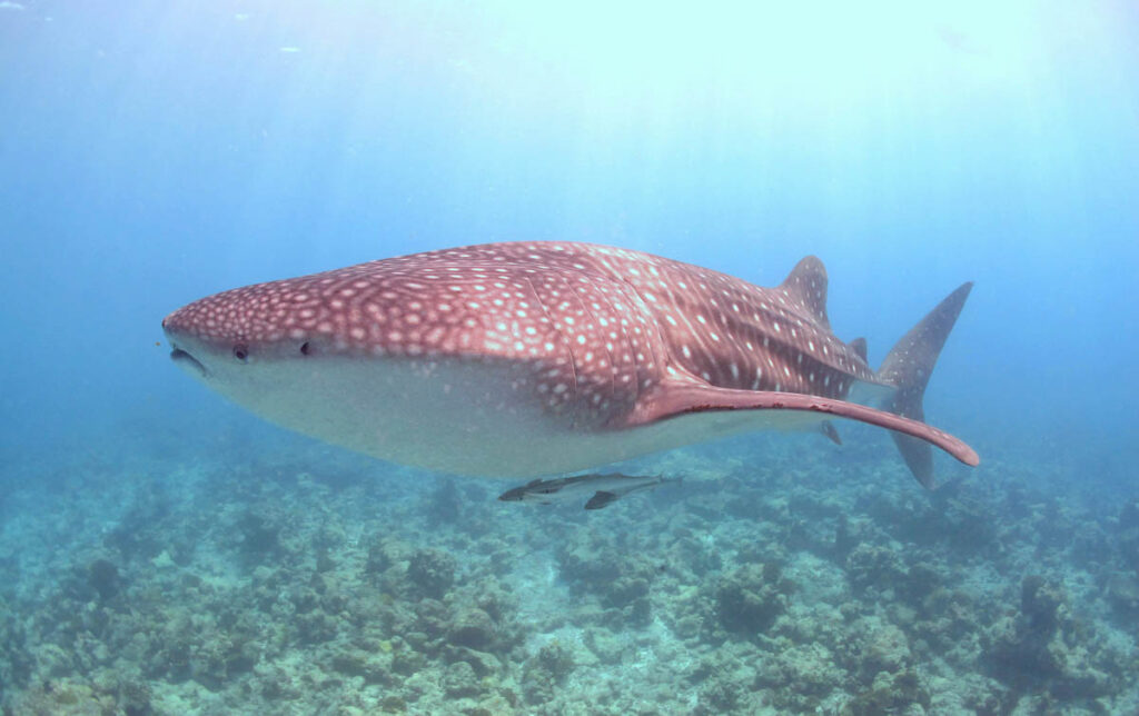 One house reef. Ten entry points. More than 60 dive