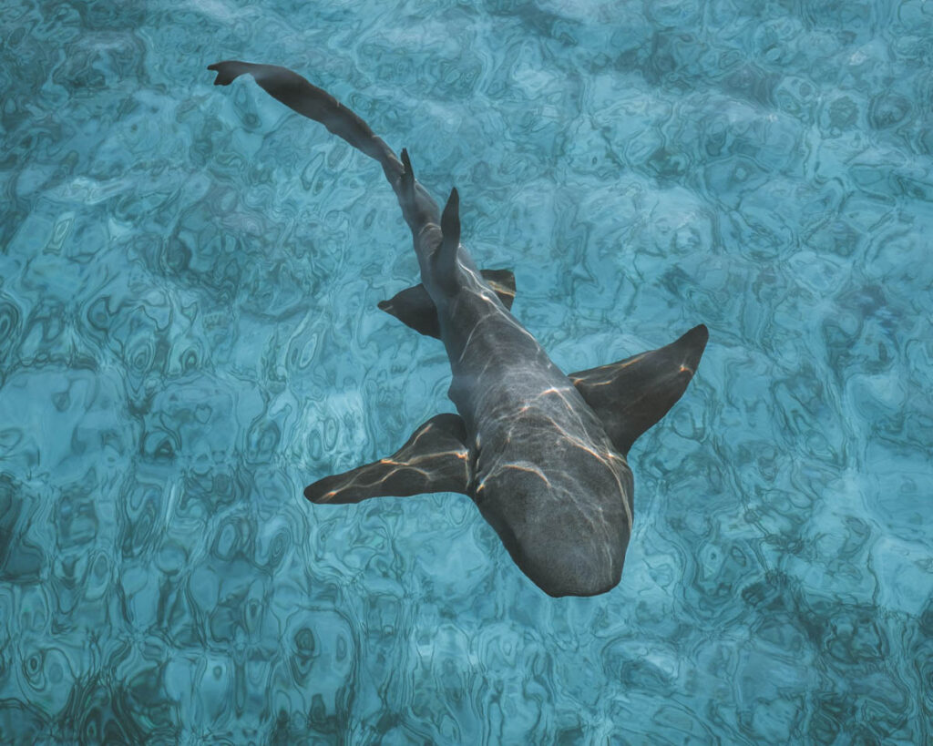 Cocaine in Sharks? The Real Story Behind a Study That’s Raising Bigger Questions It is the kind of headline that spreads fast. Sharks