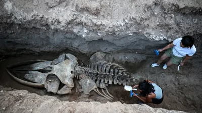 Üniversite tarafından 4 yıl önce Yenişehir Kampüsü’nün bahçesine gömülen Fin