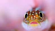 An international, multidisciplinary team that includes faculty members from The University of Texas at Arlington has published a paper in the journal Philosophical Psychology that wades into the debate about whether fish feel pain. Their conclusion: while fish lack certain […]