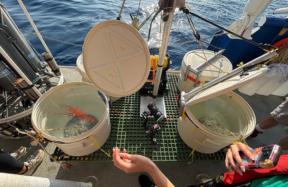 Scientists have returned 56 mesophotic corals to the seafloor near