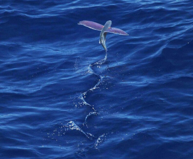 It is honestly one of nature’s most impressive “glitch in