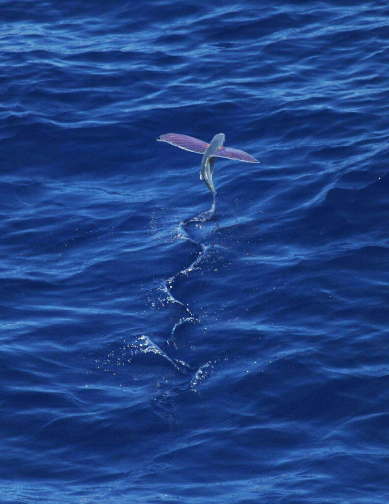 It is honestly one of nature’s most impressive “glitch in