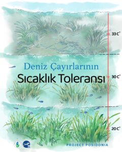 Deniz çayırları aşağıdaki koşullar altında gelişir: Tuzlu veya yarı tuzlu