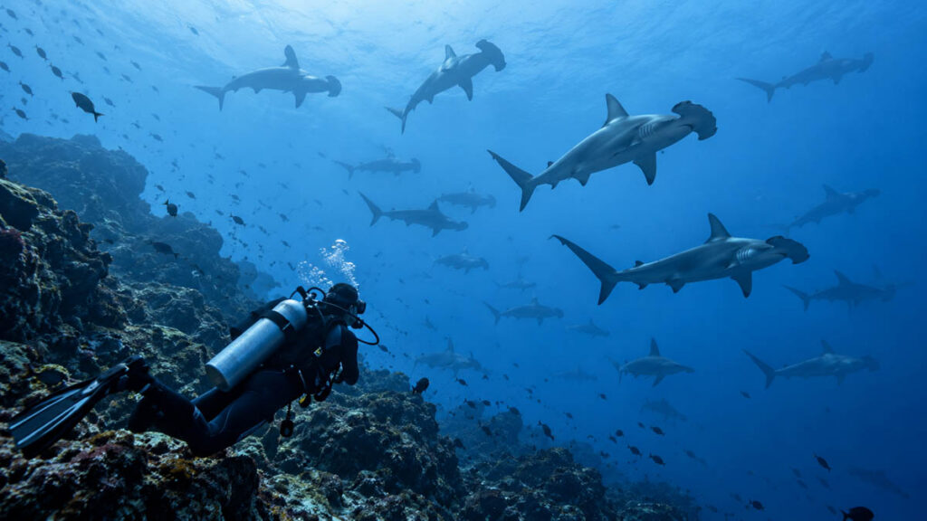 Galápagos Adaları, modern çağın en önemli El Niño olaylarından birine