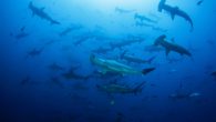 Five young hammerhead sharks in the marine reserve of the Galapagos National Park (PNG) were marked with acoustic trackers that will allow researchers to know their movements, the institution said Tuesday. The Migramar acoustic marks will help “collect information on […]