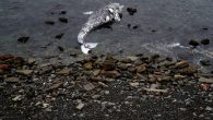 (NEXSTAR) – Gray whales are continuing to wash up on Pacific Coast beaches in what officials are calling an “unusual mortality event.” As of December 2020, an estimated 386 gray whales were stranded on the coast from Mexico to Canada, […]