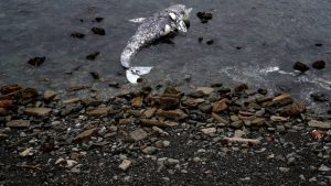 (NEXSTAR) – Gray whales are continuing to wash up on