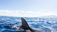 If it is possible to say the victim of a shark attack is ‘lucky’, a Queensland man certainly qualifies after a close encounter with the ocean’s apex predator in Queensland’s Whitsundays. The 34-year-old was climbing out of the water into […]