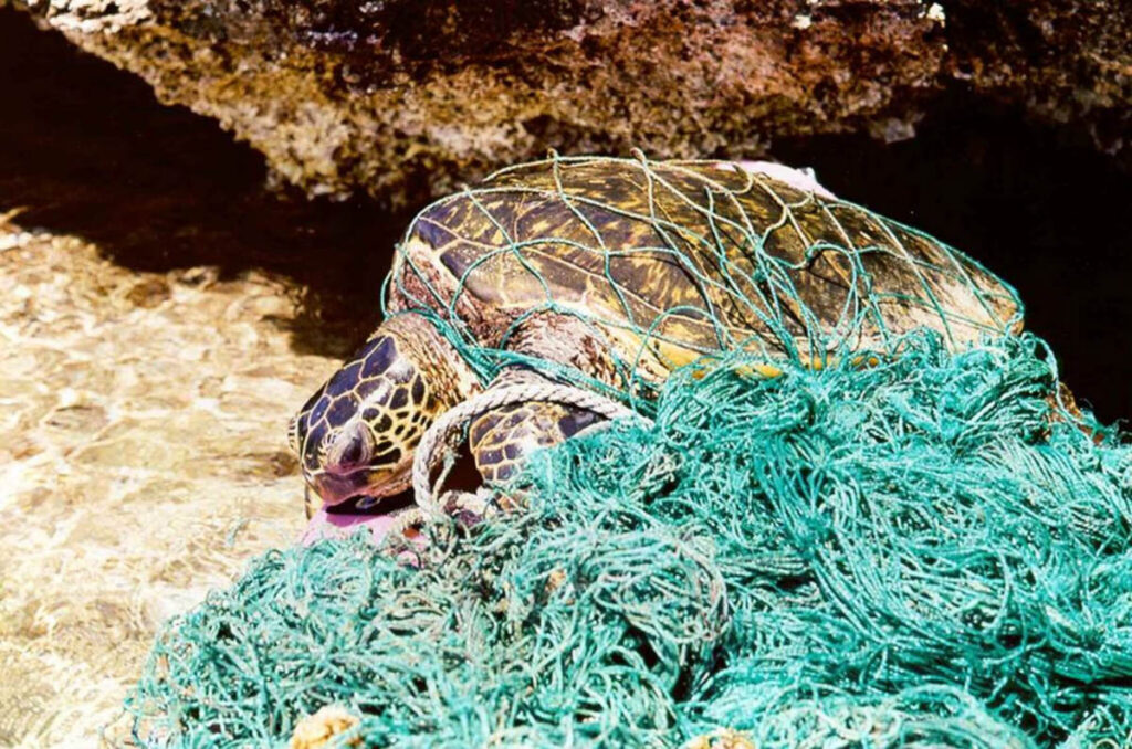 Ghost Nets: The Ocean’s Silent Killers Beneath the waves, far from the attention of most divers