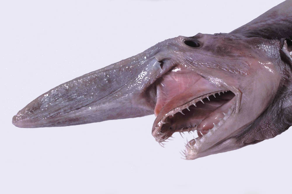 The Deep’s Most Elusive Creatures, and How to Spot Them The ocean keeps its greatest mysteries far below the reach