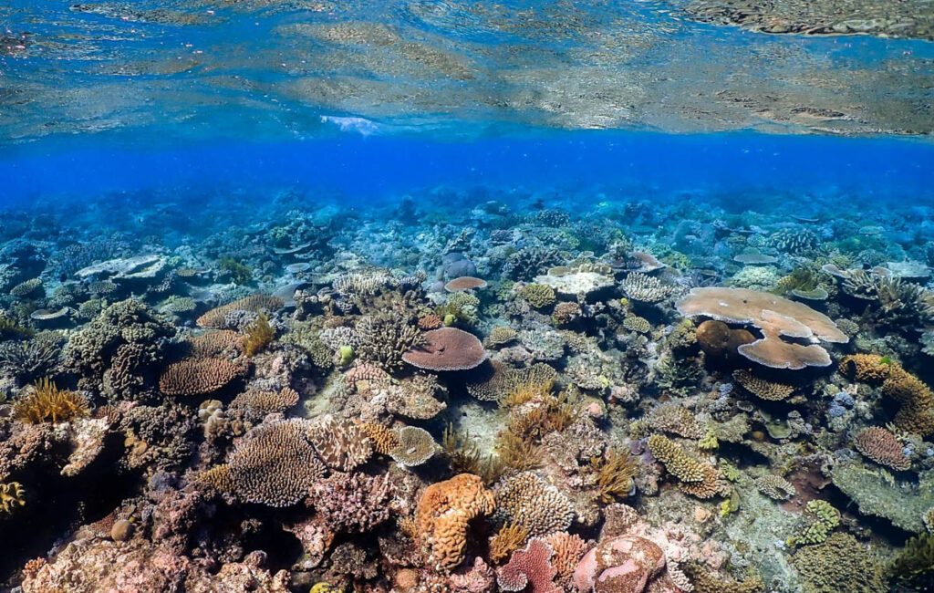 Lost Dive Sites: Reefs That No Longer Exist There are dive briefings that older divers still talk about