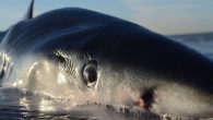 A corpse that washed up near Benidorm, eastern Spain last week is yet another example of an increasingly common phenomenon that is baffling scientists Last week, the sighting of a blue shark forced the evacuation of a beach in Benidorm, […]