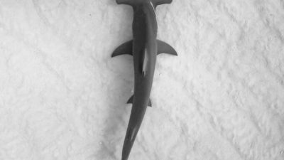 National Geographic’s annual summer event SHARKFEST returns for its fin-credible 14th year,