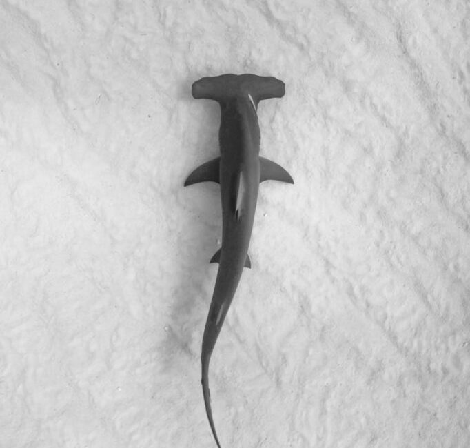 National Geographic’s annual summer event SHARKFEST returns for its fin-credible 14th year,