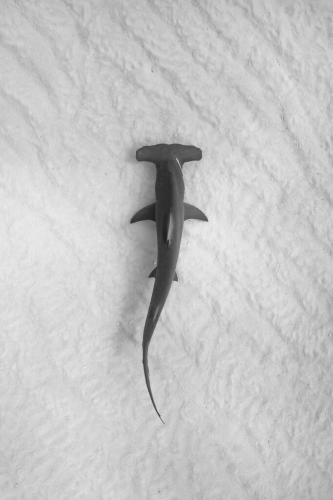 National Geographic’s annual summer event SHARKFEST returns for its fin-credible 14th year,