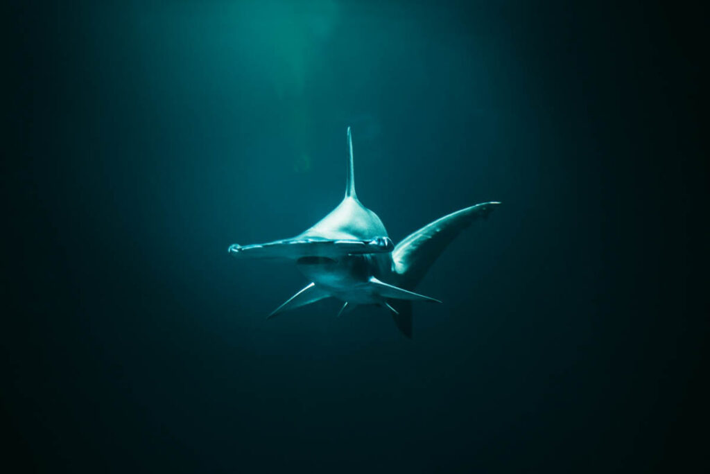 Proposed Endangered Species Act Changes Raise Concerns for Marine Life and Ocean Habitats The public comment period has now closed on proposed changes