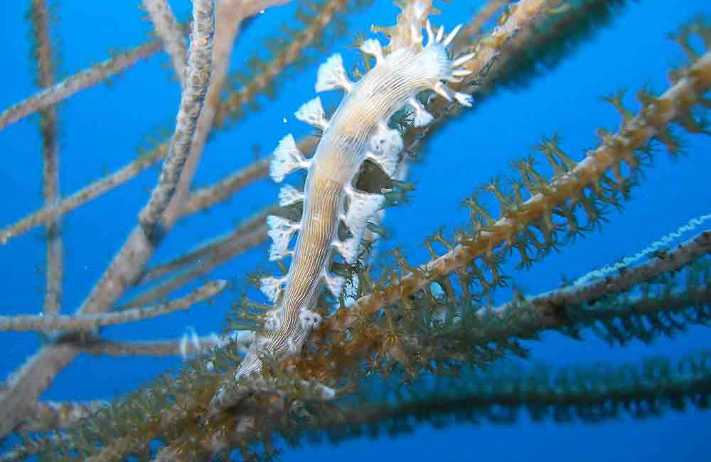 Away from the big-animal encounters that dominate many Caribbean diving