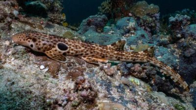 A newly identified species of walking shark has been discovered