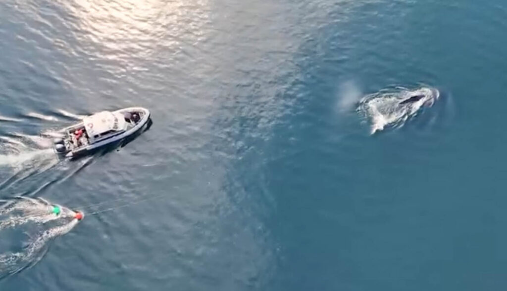 500 Feet of Fishing Gear Removed From a Juvenile Humpback Whale Last weekend, our Marine Mammal Rescue team in British Columbia