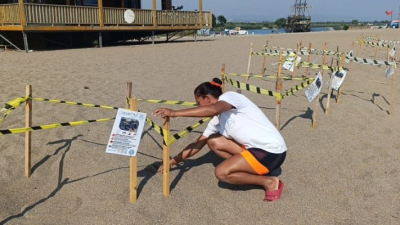 Antalya'nın Manavgat ilçesinde kuluçka dönemini tamamlayan Caretta caretta yavrularının denize ulaşma