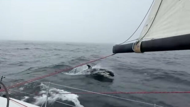 RORC Britanya ve İrlanda Turu Yarışı sadece dört yılda bir