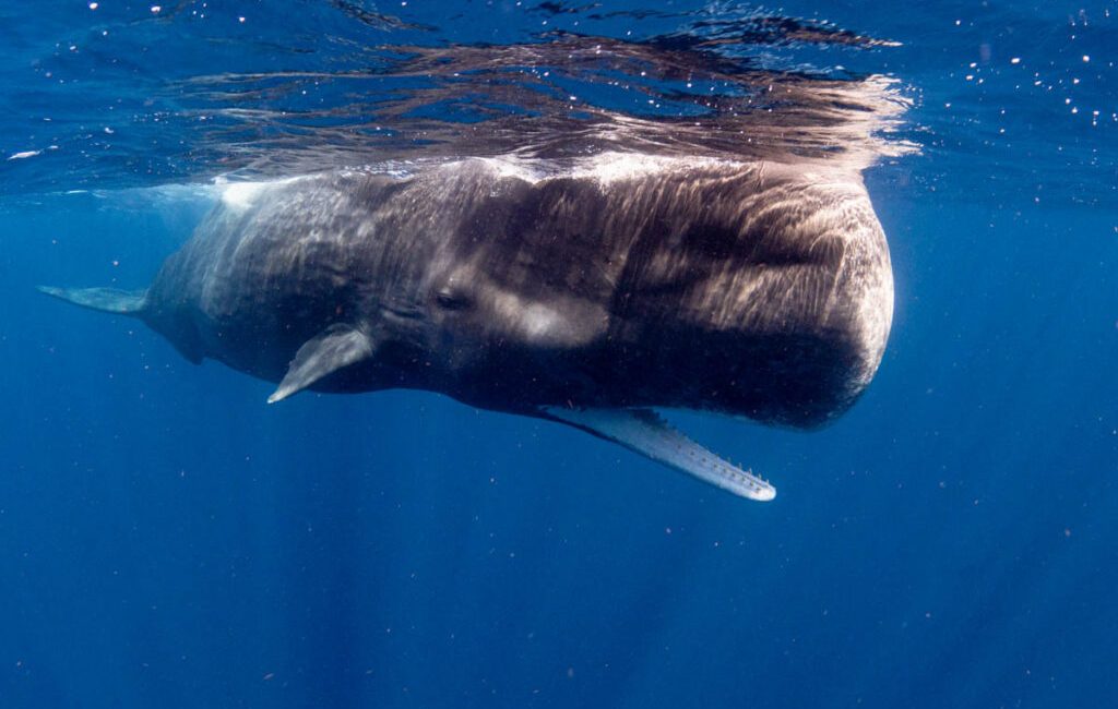 Imagine floating in the warm Caribbean Sea when an enormous
