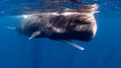Imagine floating in the warm Caribbean Sea when an enormous