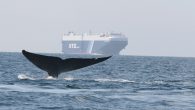 Program continues to expand and achieve greater environmental benefits The partners in an initiative to cut air pollution and protect endangered whales announced results from the 2020 program and recognized the shipping companies that successfully participated, reducing speeds to 10 […]