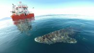 BY JONATHAN MOENS ABOUT 15 YEARS AGO, DURING a fishing expedition off the west coast of Greenland, Danish marine biologist John Steffensen spotted a local hunter in a small boat. A large, voluminous dull-gray shark hung from the boat’s edge. […]