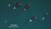 BY RICHARD YONCK Being an orca isn’t easy. Despite a lack of natural predators, these amazing mammals face many serious threats – most of them brought about by their human neighbors. Understanding the pressures we put on killer whale populations […]