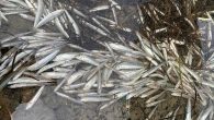 By Heath Moore Thousands of fish have been found dead along Auckland’s Beachlands coastline, worrying locals as a strong stench lingers. Mandy Reeves was going for a walk on Monday when she noticed a smell near the Pine Harbour marina. […]