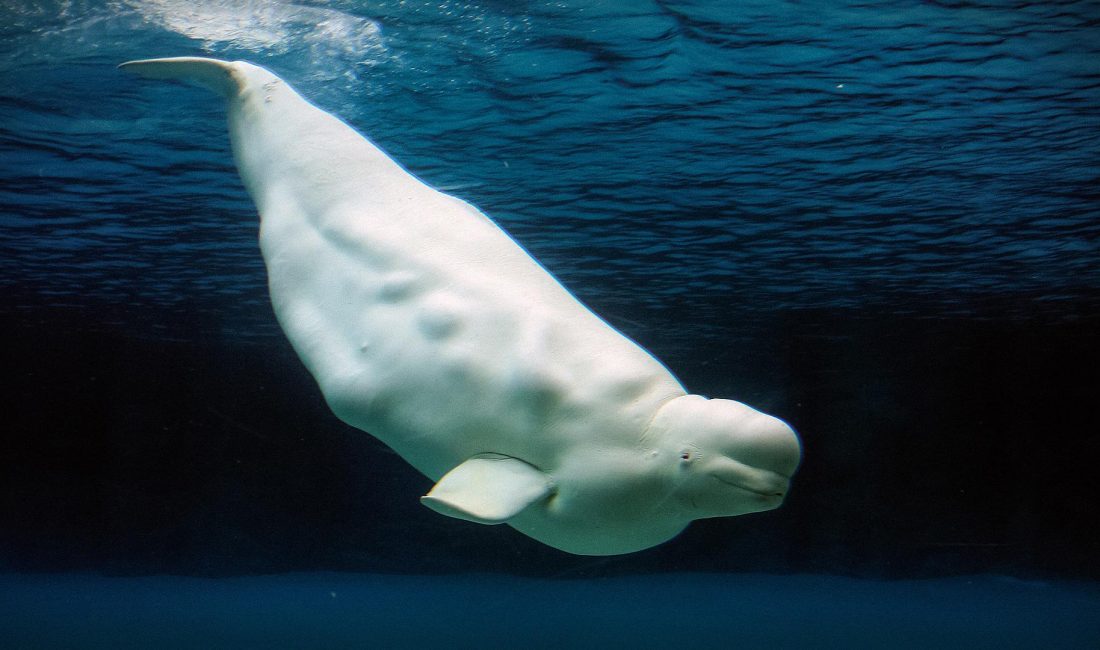 00:04 1956 yılında Jacques Cousteau’nun bir belgeseli hem Altın Palmiye