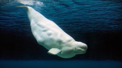 00:04 1956 yılında Jacques Cousteau’nun bir belgeseli hem Altın Palmiye