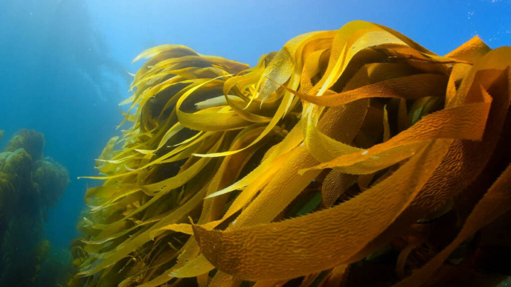 Life Beneath the Kelp Forests For many divers, the first descent into a kelp forest