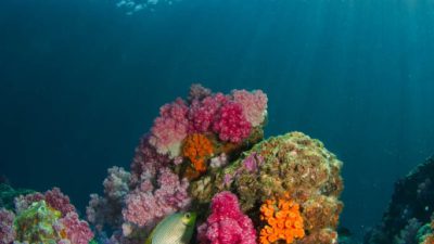 You slip beneath the surface and the water is calm,