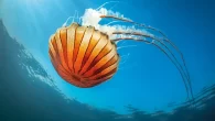 A compass jellyfish (Chrysaora hysoscella) feeding on plankton in the sea off Falmouth Positioned at the extreme southwest tip of the United Kingdom, the waters around Cornwall are where three ocean currents collide. The resulting combination of tidal flows and […]