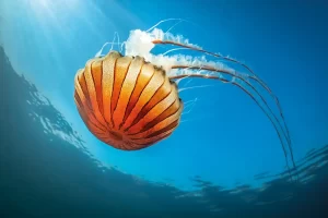 A compass jellyfish (Chrysaora hysoscella) feeding on plankton in the