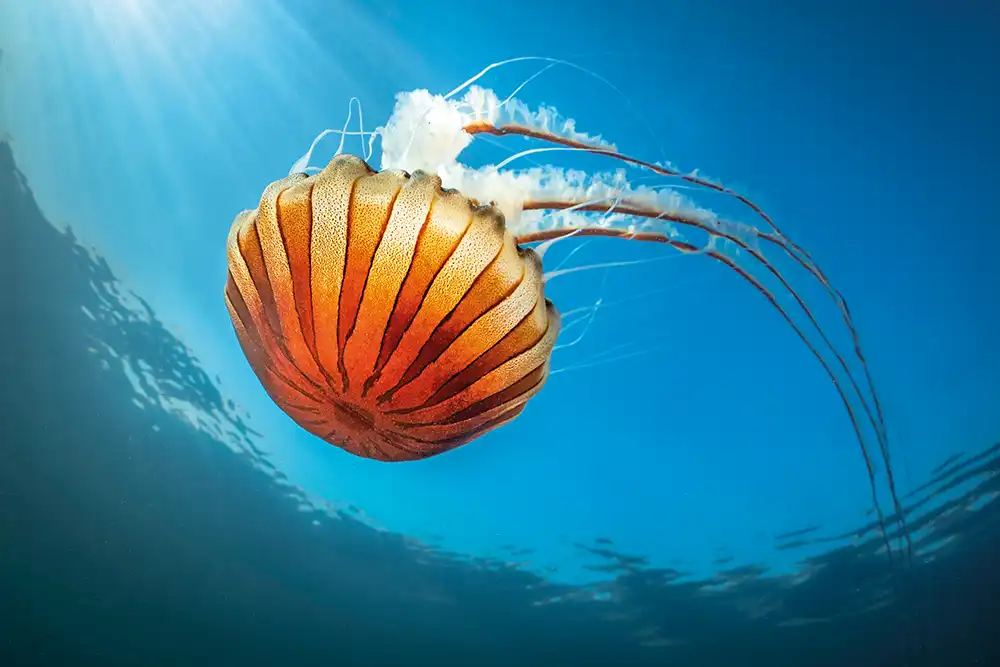 A compass jellyfish (Chrysaora hysoscella) feeding on plankton in the