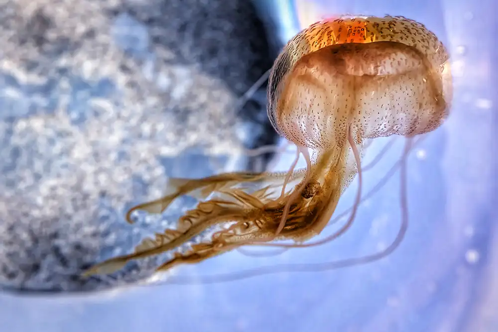 Jellyfish sightings across the UK and Ireland reveal changing patterns