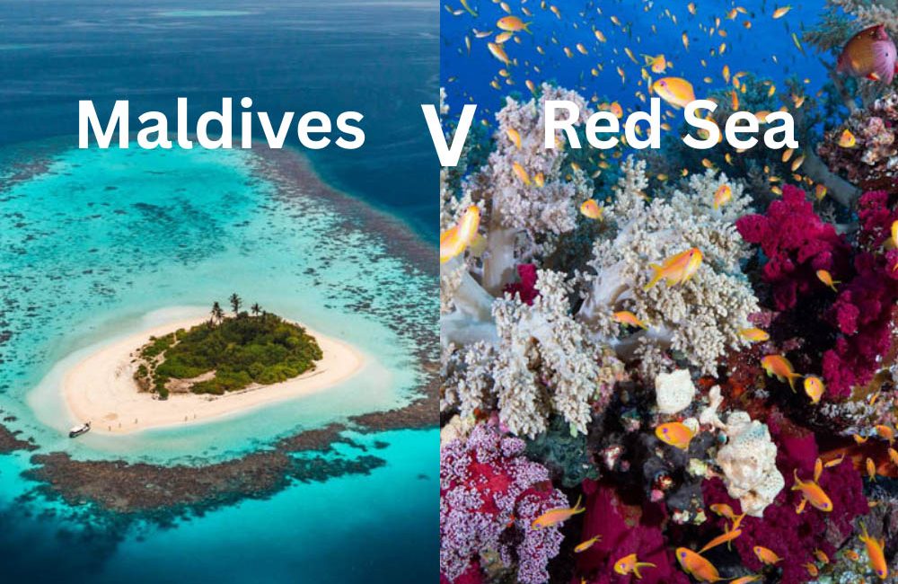   Choosing between the Red Sea and the Maldives is