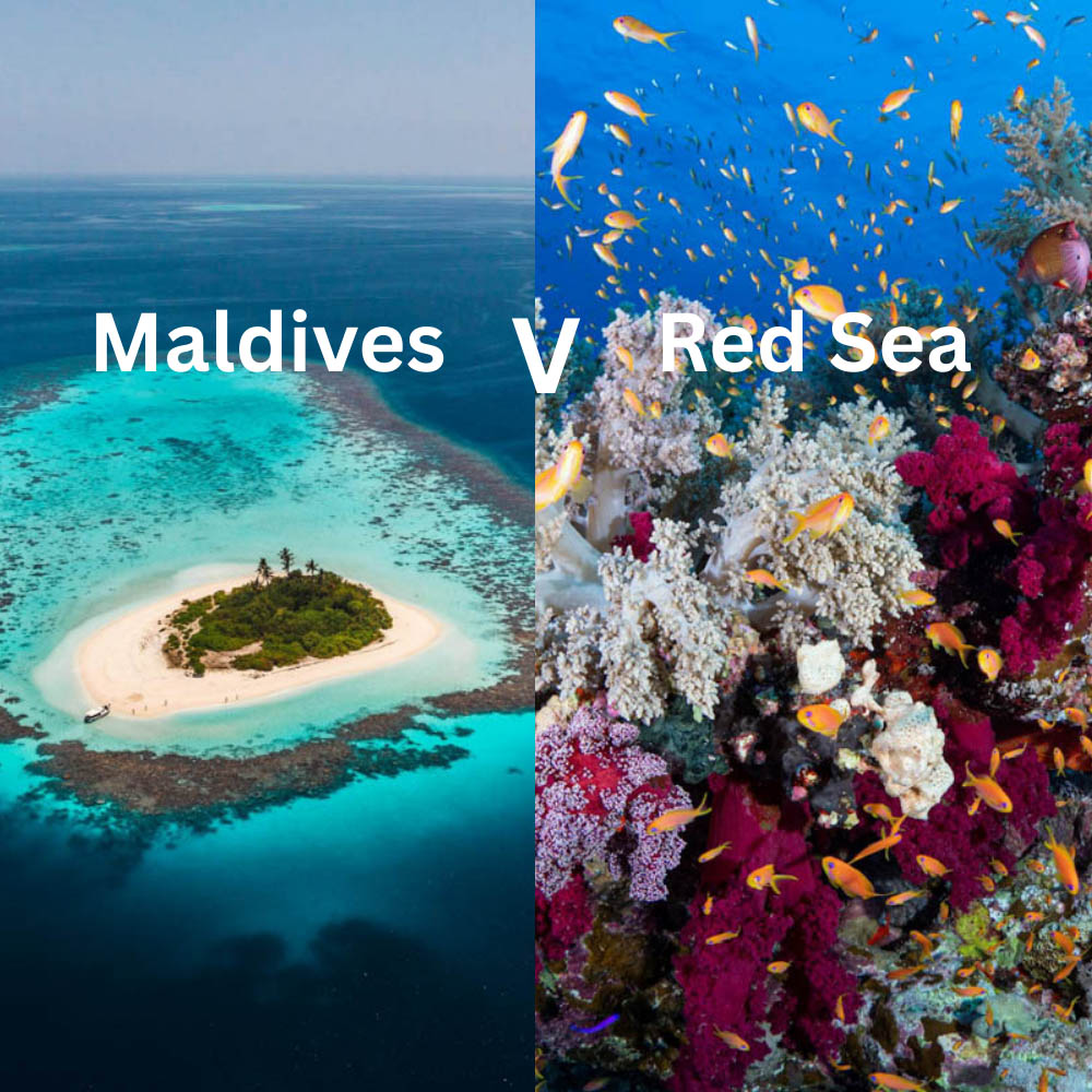 Red Sea vs. Maldives: Where Should You Dive Next? Choosing between the Red Sea and the Maldives is
