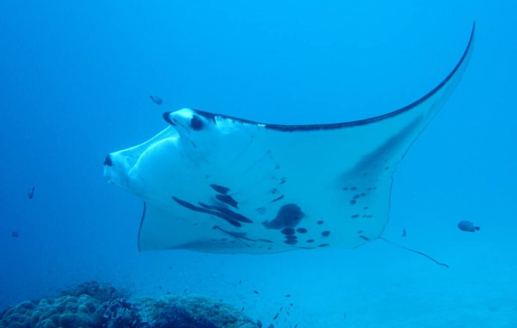What Diving with Mantas Teaches About Grace There are moments underwater when time seems to slow, when