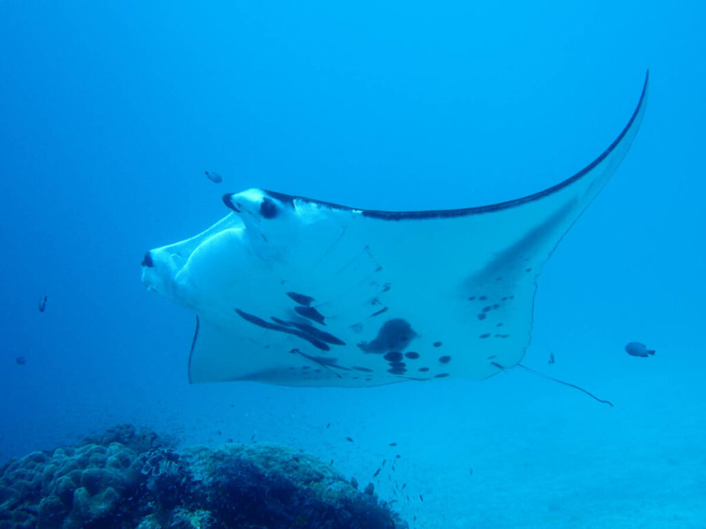 What Diving with Mantas Teaches About Grace There are moments underwater when time seems to slow, when