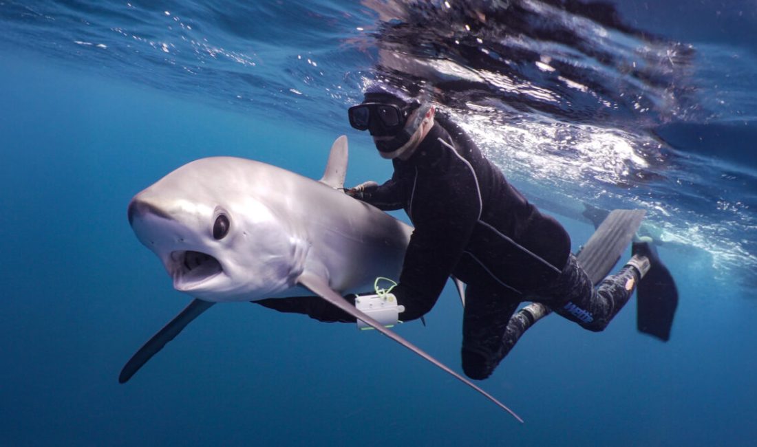 Sharks didn’t rebound—so Mark Erdmann is putting them back For more than three decades, Mark Erdmann has worked where