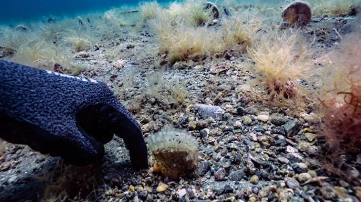 Marmara’nın ilk bebek pinası Bandırma Onyedi Eylül Üniversitesi Denizcilik Fakültesi Öğretim Üyesi Prof. Dr.
