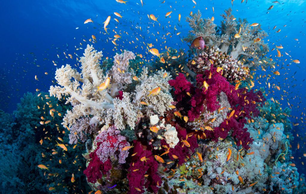 Marine conservation tourism has become one of the diving world’s