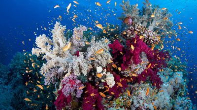 Marine conservation tourism has become one of the diving world’s