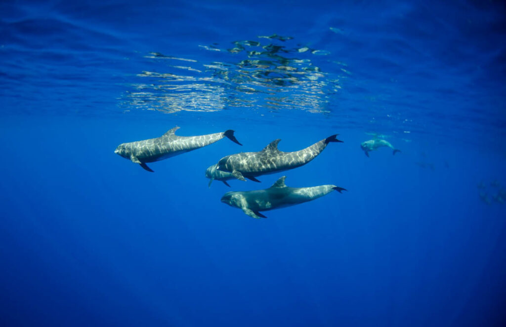 Divers often talk about silence underwater. The absence of engines,