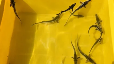 “Karadeniz’in biyolojik hazinesi” olarak değerlendirilen mersin balığının gelecek nesillere de